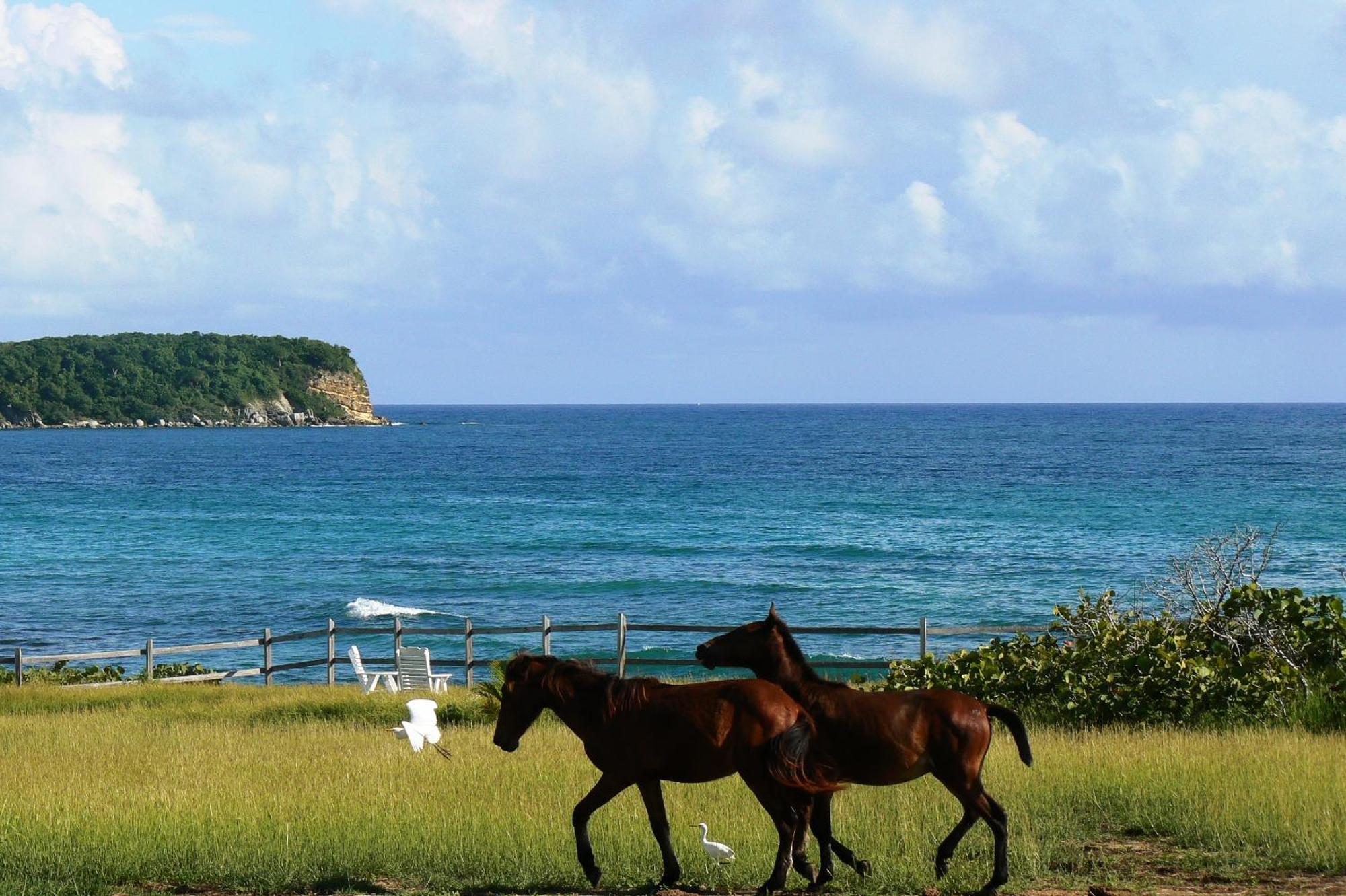 Blue Horizon Boutique Resort (Adults Only) Vieques Luaran gambar